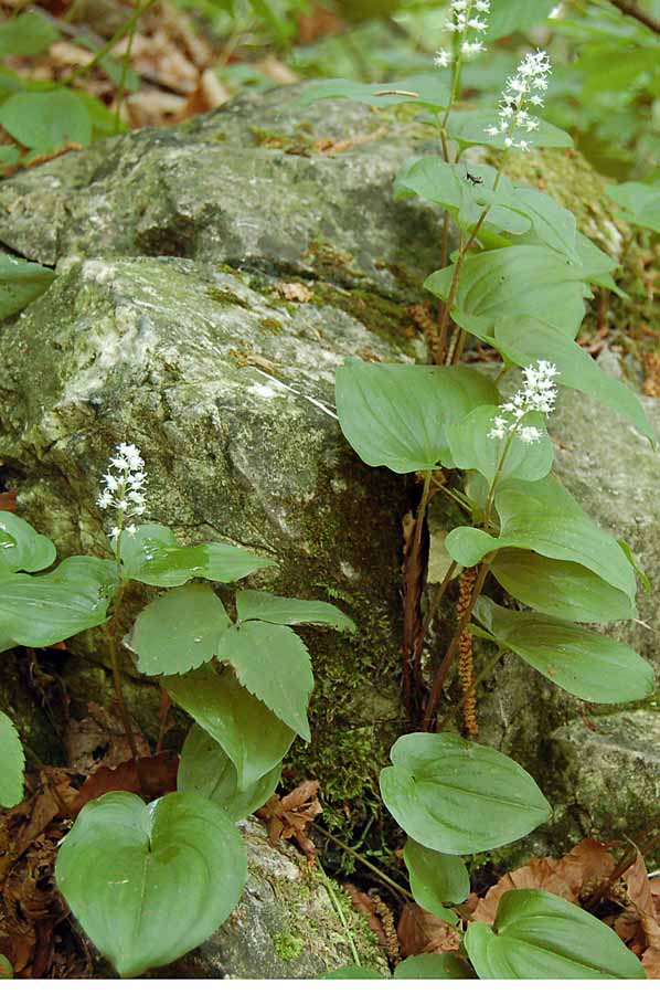 Maianthemum bifolium / Gramigna di Parnasso